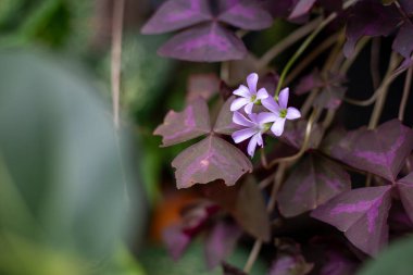 Çiçekli Oxalis nirengi bitkisi. Metin için yeri olan mor yonca.