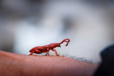 Brentidae kırmızımsı kahverengi bir böcek, sevimli görünüyor, elinde küçük bir yaratık. İnanılmaz güzel kırmızı böcekler doğanın küçük canlıları Brentidae bitkilerin ve tohumların düşmanıdır..