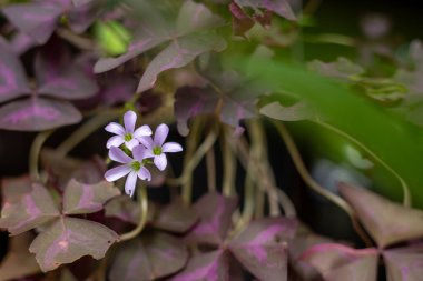 Çiçekli Oxalis nirengi bitkisi. Metin için yeri olan mor yonca.