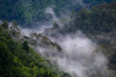 Yağmurdan sonra yeşil orman dağının yüksek açılı manzarasında yoğun beyaz bir yağmur sisi vardı. Yağmur ormanı canlı görünüyor. Ama yalnızken kendini yalnız hissettirebilir..
