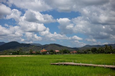 Dağ pirinç tarlası manzarası. Gökyüzü açık. Yeşil tarlada pirinç bitkileri