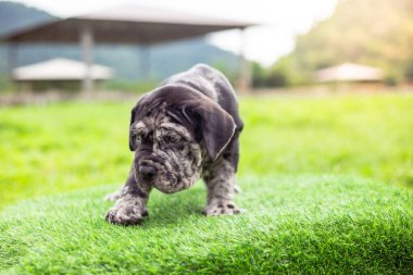 Seçici odak noktası gri benekli küçük siyah beyaz köpek yavruları Bandoklar Napoli yavruları ön bahçede mükemmel durumda büyük melez bir köpek ama sevimli renkli bir kişiliği var. 