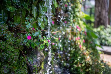 Islak bir şelalenin yanında yetişen küçük pembe çiçeklere odaklanın. Bahçedeki yeşil yosun şelalesi gölgeli, sulu ve güzel görünmek için bahçeyi dekore ediyor..