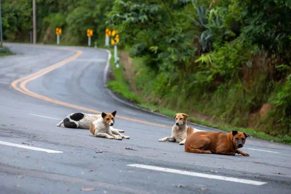selective focus of a dog on the side of the road On the steep mountain road, vehicles pass by with caution. There is space for text.