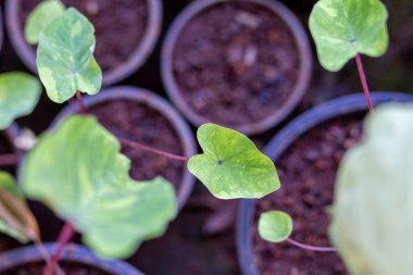 Seçici odak, küçük bir Alocasia makrhizos saksının içinde büyüyen bitki. Satılık Alocasia makro-hizos ağaçları.