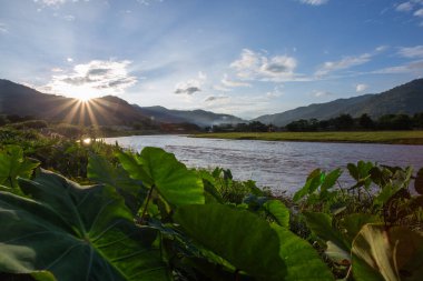 Manzara, nehir, dağlar, gün batımı çayır nehrinin iki kıyısı yeşil bitki, büyük yaprak taro ağacı Tayland kırsalında açık akşam gökyüzü