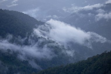 Yağmurdan sonra yeşil orman dağının yüksek açılı manzarasında yoğun beyaz bir yağmur sisi vardı. Yağmur ormanı canlı görünüyor. Ama yalnızken kendini yalnız hissettirebilir..