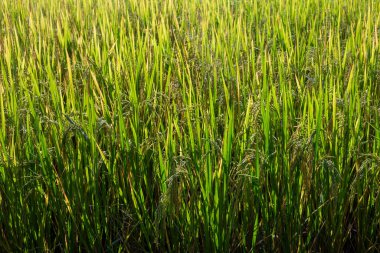 desen arkaplan Yeşil alanda pirinç bitkileri