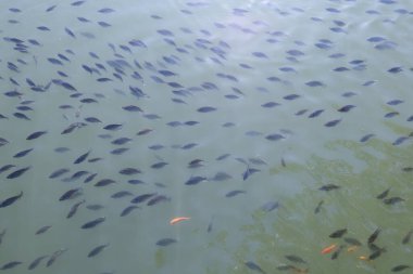 Birçok genç tilapia ve yakut balığı sürüleri tarım bahçesindeki balık havuzlarında. Gel 