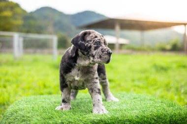 Seçici odak noktası gri benekli küçük siyah beyaz köpek yavruları Bandoklar Napoli yavruları ön bahçede mükemmel durumda büyük melez bir köpek ama sevimli renkli bir kişiliği var. 