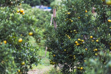 Bahçedeki seçici odak mandalinaları. Mandalina bahçesi meyve dolu. Mandalinalar çiftçinin bahçesinde Chiang Mai, Tayland