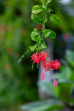 seçici odak noktası Hibiscus çiçeği, yağmurdan sonra ıslak yol kenarında kırmızı-turuncu çiçekler. Metin için boşluk var.