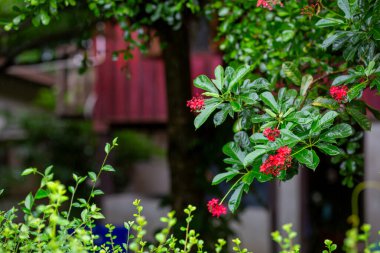 Seçici odak noktası Jatropha integerrima Jacq, kırmızı çiçekler ve gölgeli süslemeli bitkiler, yağmur mevsiminde sulu görünen güzel çiçekler.