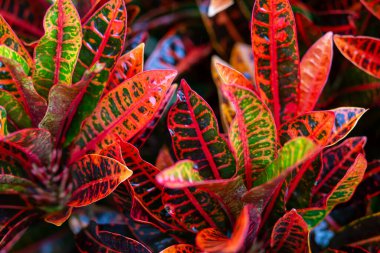 seçici odak Codiaeum varyetesi, güzel desenli sarı-turuncu-yeşil yapraklar.