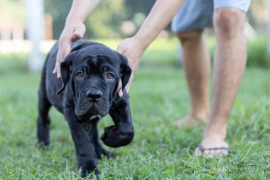 Seçici odak noktası küçük siyah köpekler Bandoglar Napolitan yavruları ön bahçede mükemmel durumda büyük melez bir köpek ama sevimli bir kişiliği var.