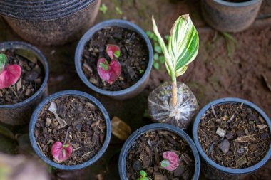 Seçici odak, Musa Florida 'da yetişen küçük bir bitki, satılık Musa Florida. Güzel yaprakları olan muz ağacı. Değişen beyaz ve yeşil renkler var..