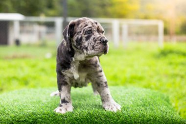 Seçici odak noktası gri benekli küçük siyah beyaz köpek yavruları Bandoklar Napoli yavruları ön bahçede mükemmel durumda büyük melez bir köpek ama sevimli renkli bir kişiliği var. 