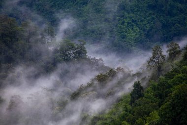 Yağmurdan sonra yeşil orman dağının yüksek açılı manzarasında yoğun beyaz bir yağmur sisi vardı. Yağmur ormanı canlı görünüyor. Ama yalnızken kendini yalnız hissettirebilir..
