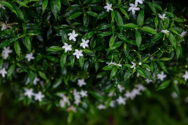 Yağmurdan sonra ıslak yol kenarında pul pul sarılmış gardenya beyaz çiçekleri. Bak ve tazelen. Metin için boşluk var.