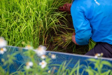 Seçici odak noktası elinde pirinç bitkisi. Genç yeşil pirinç bitkileri yağmur mevsiminde pirinç tarlalarına ekilmeye hazırlanıyor..