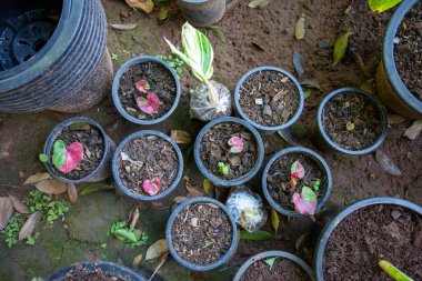 Seçici odak, Caladium bicolor fabrikası satılık Caladium bicolor. Güzel ev dekorasyonu bitkileri güzel yapraklar yetiştiriyor..