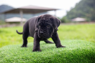 Seçici odaklanma, şirin siyah pitbull köpek yavrusunu yeşil yapay çimlerde karıştırma