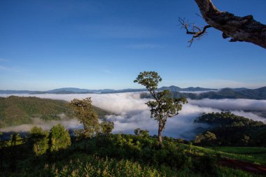Yağmur ormanlarının mükemmel dağ manzarası. Yoğun beyaz sis, yemyeşil orman, berrak gökyüzü.