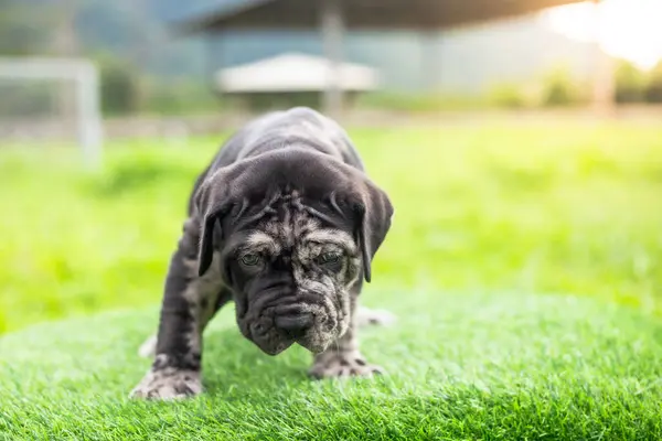 selective focus cute little black and white puppies with gray spots Bandogs puppies Neapolitan Mastiff in perfect shape in the front yard large mixed breed dog but cute personality