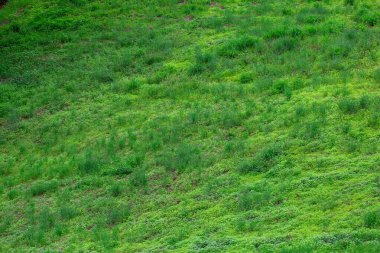 Yeşil doğal çimen dokusu arka planı
