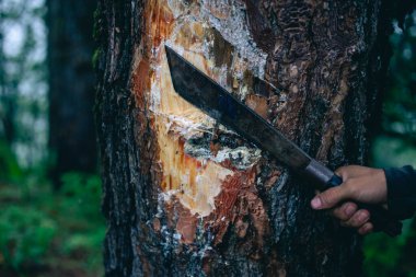 Ağaç kabuklarından koparılmış seçici odak çam ağaçları. Çam ormanlarındaki çam ağacının içini gösteren beyaz bir bitki özü var. 
