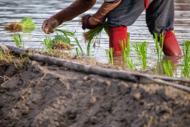 Seçici odaklı genç yeşil pirinç bitkileri ekim mevsiminde suyla dolu bir pirinç tarlasına daldırılır. Pirinç ekme mevsimi. Metinler için yer var..