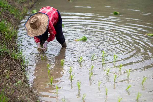 Seçici odaklı genç yeşil pirinç bitkileri ekim mevsiminde suyla dolu pirinç bitkileri eken bir çiftçinin ellerinde. Pirinç ekme mevsimi. Metinler için yer var..