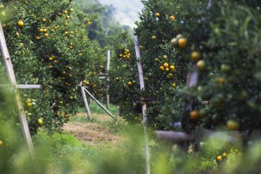 Bahçedeki seçici odak mandalinaları. Mandalina bahçesi meyve dolu. Mandalinalar çiftçinin bahçesinde Chiang Mai, Tayland