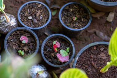 Seçici odak, Caladium bicolor fabrikası satılık Caladium bicolor. Güzel ev dekorasyonu bitkileri güzel yapraklar yetiştiriyor..