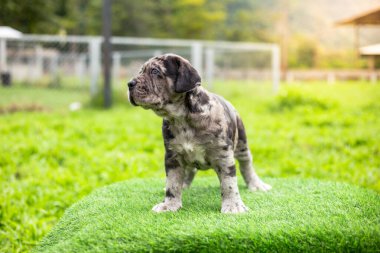 Seçici odak noktası gri benekli küçük siyah beyaz köpek yavruları Bandoklar Napoli yavruları ön bahçede mükemmel durumda büyük melez bir köpek ama sevimli renkli bir kişiliği var. 