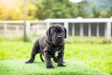 Seçici odak noktası küçük siyah köpekler Bandoglar Napolitan yavruları ön bahçede mükemmel durumda büyük melez bir köpek ama sevimli bir kişiliği var.