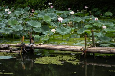 Birçok nilüfer doğal bir gölette ortaya çıkar. Bir sürü nilüfer çiçeği ve yeşil bitkilerle dolu bir balık havuzu doğal bir gölet gibi görünür..