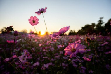 Seçici odak noktası mor-pembe kozmos çiçekleri bir çiçek bahçesinde bir günbatımı akşamında yalnız ve hüzünlü mesajlar için yer olduğunda.