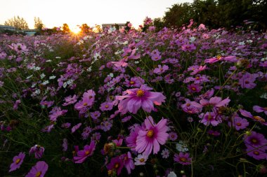 Seçici odak noktası mor-pembe kozmos çiçekleri bir çiçek bahçesinde bir günbatımı akşamında yalnız ve hüzünlü mesajlar için yer olduğunda.