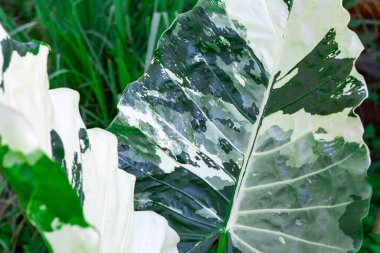 Alocasia makrhizos 'un yüzeyi, güzel, nadir bulunan, yüksek fiyatlı dekoratif bir bitki. Askeri kamuflaja benzer güzel beyaz desenli yeşil bitkiler.