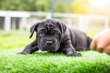 Seçici odak noktası küçük siyah köpekler Bandoglar Napolitan yavruları ön bahçede mükemmel durumda büyük melez bir köpek ama sevimli bir kişiliği var.