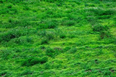 Yeşil doğal çimen dokusu arka planı