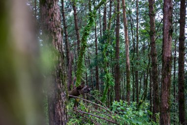 Seçici odak noktası, zengin yağmur ormanı Tayland 'daki Asya yağmur ormanlarındaki ağaçların her tarafında yosun ve yeşil bitkiler yetişiyor..