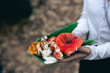 Seçici odak noktası yünlü chanterelle, türbinellus floccosus, mantarlar, ve bir sürü sarı-turuncu orman. Metin için boşluk var.