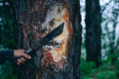 Ağaç kabuklarından koparılmış seçici odak çam ağaçları. Çam ormanlarındaki çam ağacının içini gösteren beyaz bir bitki özü var. 