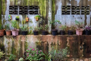Seçici odaklı süs bitkileri saksıda ve duvarda asılı. Evin duvarları boyunca uzanan çiçekler ve süs bitkileri nemliydi ve ön duvarda yeşil yosun yetişiyordu..