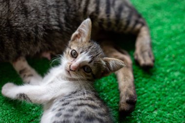 Seçici odak: Küçük gri ve beyaz çizgili kedi yavrusu yeşil bir evdeki yapay çimlerin üzerinde anne kedisinin yanında rahat bir şekilde uyuyor..