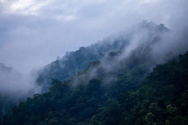 Yağmur mevsiminde dağların arka plan dokusu ve buzlu yağmur sisi, ormanın soğuk ve göze hoş gelen yeşil rengiyle serinletici ve ferahlatıcı geliyor..