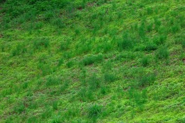 Yeşil doğal çimen dokusu arka planı