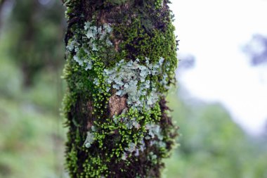 Seçici odaklı Dicranales, yağmur ormanlarında ağaç yetiştiren parlak yeşil yosun..
